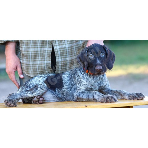 Породистый щенок из помета П сука №1 породы дратхаар Породистый щенок из помета П сука №1 породы дратхаар